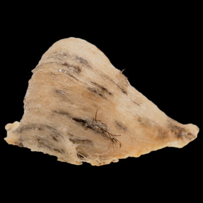 Tổ Yến Trắng Thô - Nhà Yến Nha Trang - Loại Chất Lượng 59 - Hộp 50 Gram - Tổ Yến Nguyên Chất - Tổ Yến Thô - Hàng Chính Hãng