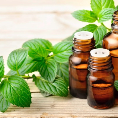 Tinh dầu Bạc Hà 10ml nguyên chất từ thiên nhiên, Thơm Phòng, Khử Mùi, Kháng Khuẩn, Đuổi Muỗi, Đuổi Chuột - KingOil