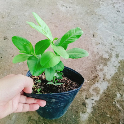 Cây chanh vàng mỹ