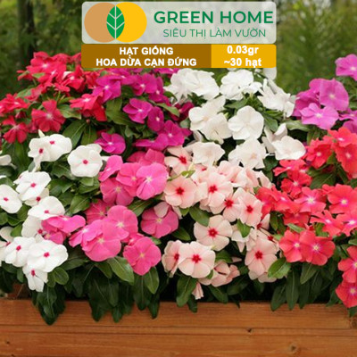 Hạt Giống Hoa Dừa Cạn Greenhome, Gói 0,03gr~30 hạt, Sai Hoa, Màu Rực Rỡ, Dễ Trồng Quanh Năm,Nảy Mầm Cao H09