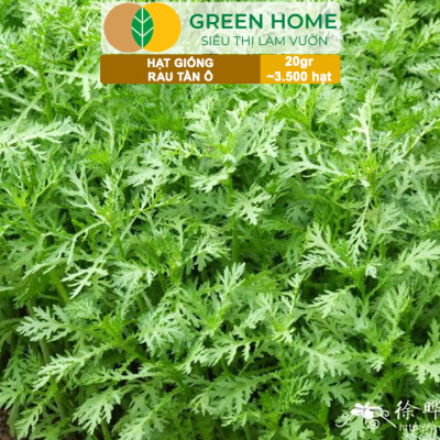 Hạt Giống Rau Tần Ô Greenhome, Gói 20g~3500 hạt, Cải Cúc Dễ Trồng, Thu Hoạch Nhanh R02