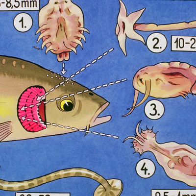 TN2B Seaweed - Thuốc Diệt Ký Sinh Trùng Ở Cá & Diệt Khuẩn, Rêu Tảo Trong Nước 100ml Loại Tốt