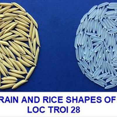 Đặc sản An Giang - Gạo Thơm Đặc Sản Thiên Vương Hạt Ngọc Trời Túi 5Kg - Đạt giải Gạo Ngon Nhất tại Hội Nghị Lúa Gạo Năm Châu 2018 - OCOP 4 Sao