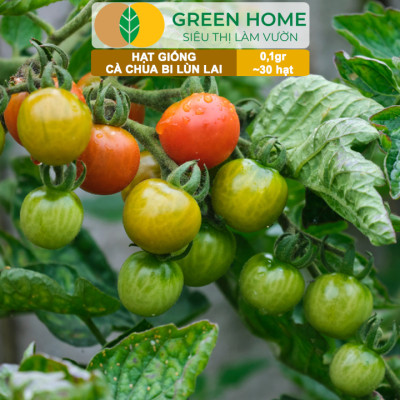 Hạt Giống Cà Chua Bi Lùn Lai F1 GreenHome, Gói 0,1g~30 hạt, Dễ Trồng Quanh Năm, Trồng Chậu T41