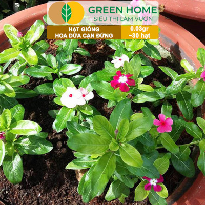Hạt Giống Hoa Dừa Cạn Greenhome, Gói 0,03gr~30 hạt, Sai Hoa, Màu Rực Rỡ, Dễ Trồng Quanh Năm,Nảy Mầm Cao H09