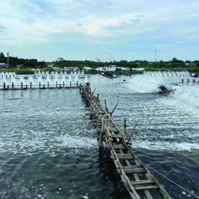 Hấp thụ khí độc ao tôm NITROBAC