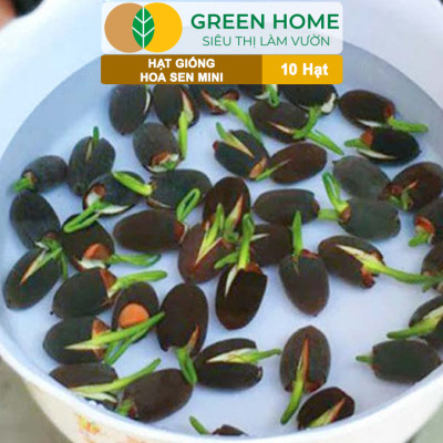 Hạt Giống Hoa Sen Mini GreenHome, Gói 10 Hạt, Nhiều Màu, Dễ Trồng, Dễ Chăm, Nảy Mầm Tốt H01