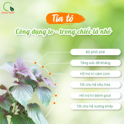 [CHÍNH HÃNG] Bột Tía Tô Quảng Thanh 100% Nguyên Chất Sấy Lạnh - Bổ phổi phế, đẹp da, hỗ trợ bệnh Gout - Gói 100 gr