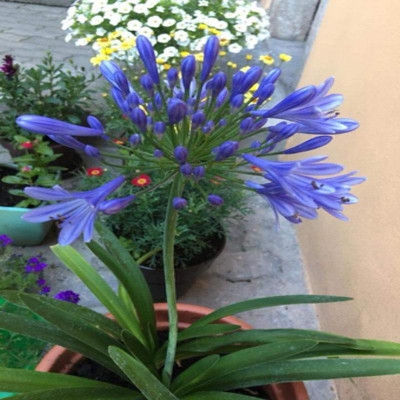 Củ Hoa Thanh Anh - cây cảnh để bàn + tặng phân bón cho cây mau lớn