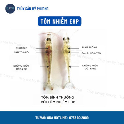 Ks gan đường ruột lò xo phân trắng đứt khúc gan vàng sưng mờ Sultrim xuất huyết sình bụng tôm thẻ cá lươn ếch ốc baba