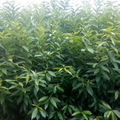 Cây, Lá vối tươi