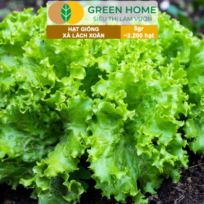 Hạt Giống Xà Lách Xoăn Greenhome, Gói 5gr~2200 hạt, Dễ Trồng Quanh Năm, Thu Hoạch Nhanh, Năng Suất Cao R21