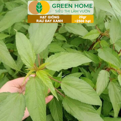 Hạt Giống Rau Đay Xanh GreenHome, Gói 20gr~2500 hạt , Dễ Trồng Quanh Năm, Thu Hoạch Nhanh R23
