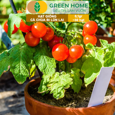 Hạt Giống Cà Chua Bi Lùn Lai F1 GreenHome, Gói 0,1g~30 hạt, Dễ Trồng Quanh Năm, Trồng Chậu T41