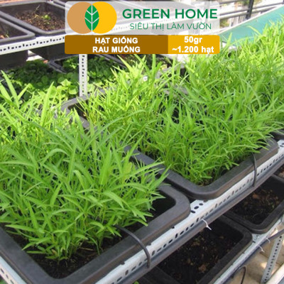 Hạt giống rau Muống cao sản, gói 50g~1200 hạt, dễ trồng, thu hoạch nhanh R09