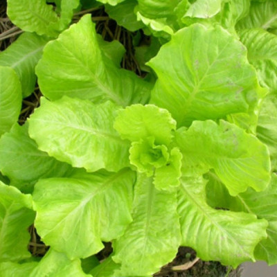 Hạt giống xà lách ăn non baby VTP119