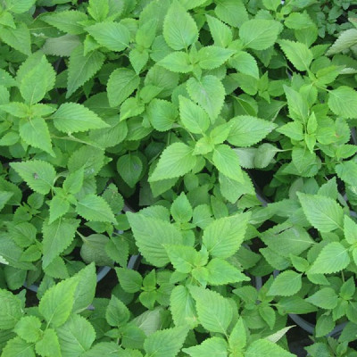 Hạt giống rau kinh giới giống kháng bệnh nảy mầm tốt VTP33