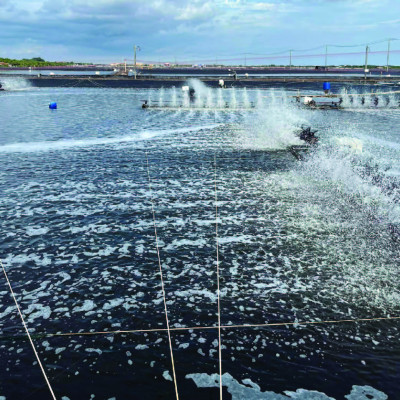 Hỗn hợp vitamin kết hợp Butaphosphan cho tôm AMINO PRO