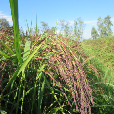 Gạo Hạt Ngọc Trời Lứt Tím 1Kg