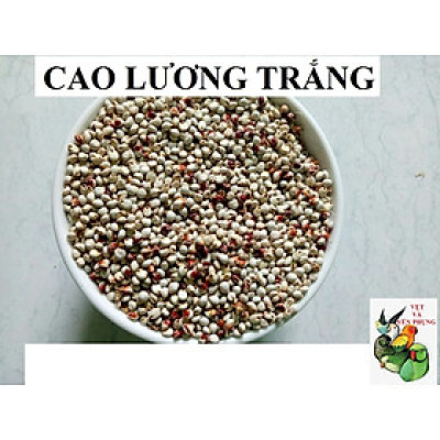 hạt bobo trắng dùng làm thức ăn đầy đủ dinh dưỡng cho chim , vẹt