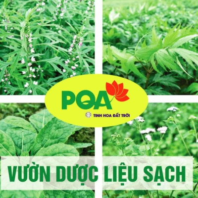Thanh Quản PQA Dùng Cho Người Bị Khản Tiếng, Mất Tiếng, Viêm Thanh Quản, Viêm Họng Hạt Hộp 10 Ống