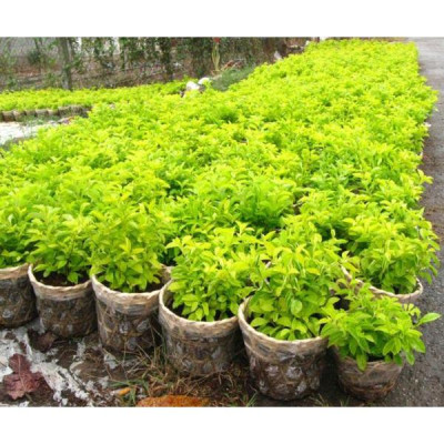 Cây chuỗi ngọc hoa tím - cây cảnh đẹp - thích hợp trồng hàng rào trang lối đi sân vườn + tặng phân bón