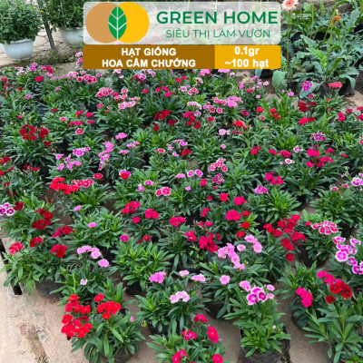Hạt Giống Hoa Cẩm Chướng Mix Greenhome, Gói 0.1gr~100 hạt, Sai Hoa Màu Rực Rỡ,Trồng Quanh Năm H07