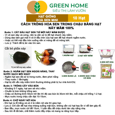 Hạt Giống Hoa Sen Mini GreenHome, Gói 10 Hạt, Nhiều Màu, Dễ Trồng, Dễ Chăm, Nảy Mầm Tốt H01