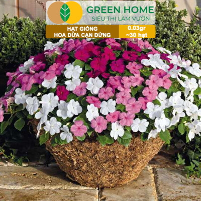 Hạt Giống Hoa Dừa Cạn Greenhome, Gói 0,03gr~30 hạt, Sai Hoa, Màu Rực Rỡ, Dễ Trồng Quanh Năm,Nảy Mầm Cao H09