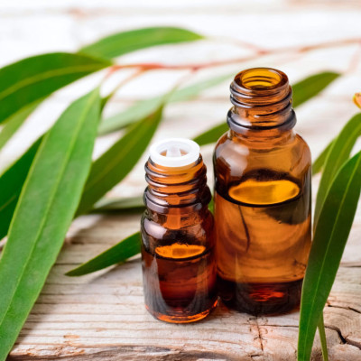 Tinh dầu Khuynh Diệp (bạch đàn) nguyên chất hữu cơ từ thiên nhiên - KingOil