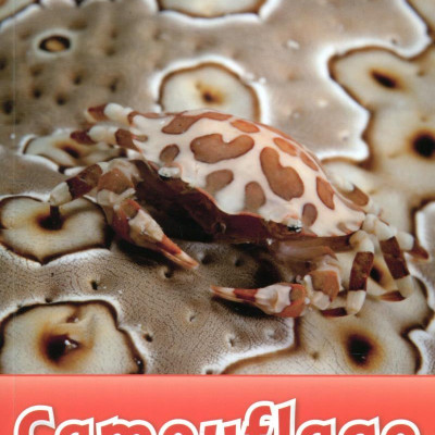 Oxford Read and Discover: Level 2: Camouflage