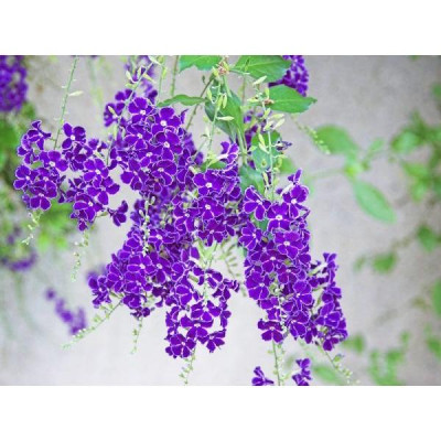 Cây chuỗi ngọc hoa tím - cây cảnh đẹp - thích hợp trồng hàng rào trang lối đi sân vườn + tặng phân bón