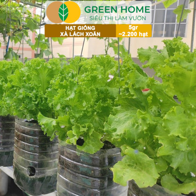 Hạt Giống Xà Lách Xoăn Greenhome, Gói 5gr~2200 hạt, Dễ Trồng Quanh Năm, Thu Hoạch Nhanh, Năng Suất Cao R21
