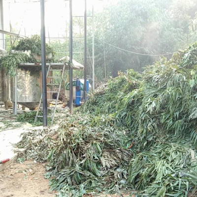 Tinh dầu Khuynh Diệp (bạch đàn) nguyên chất từ thiên nhiên - Mộc Mây